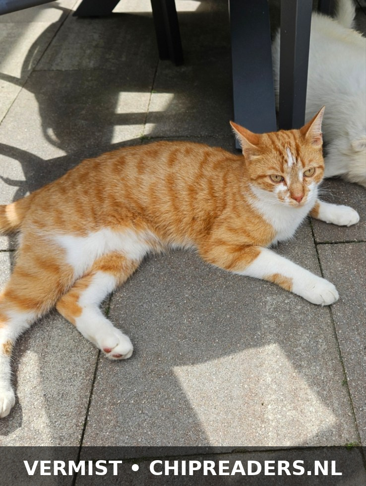 Foto van Maurits