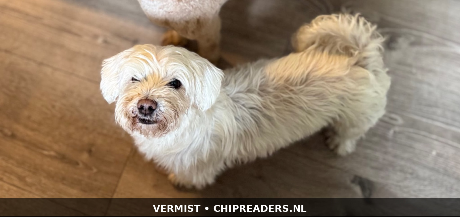 Foto van Pip