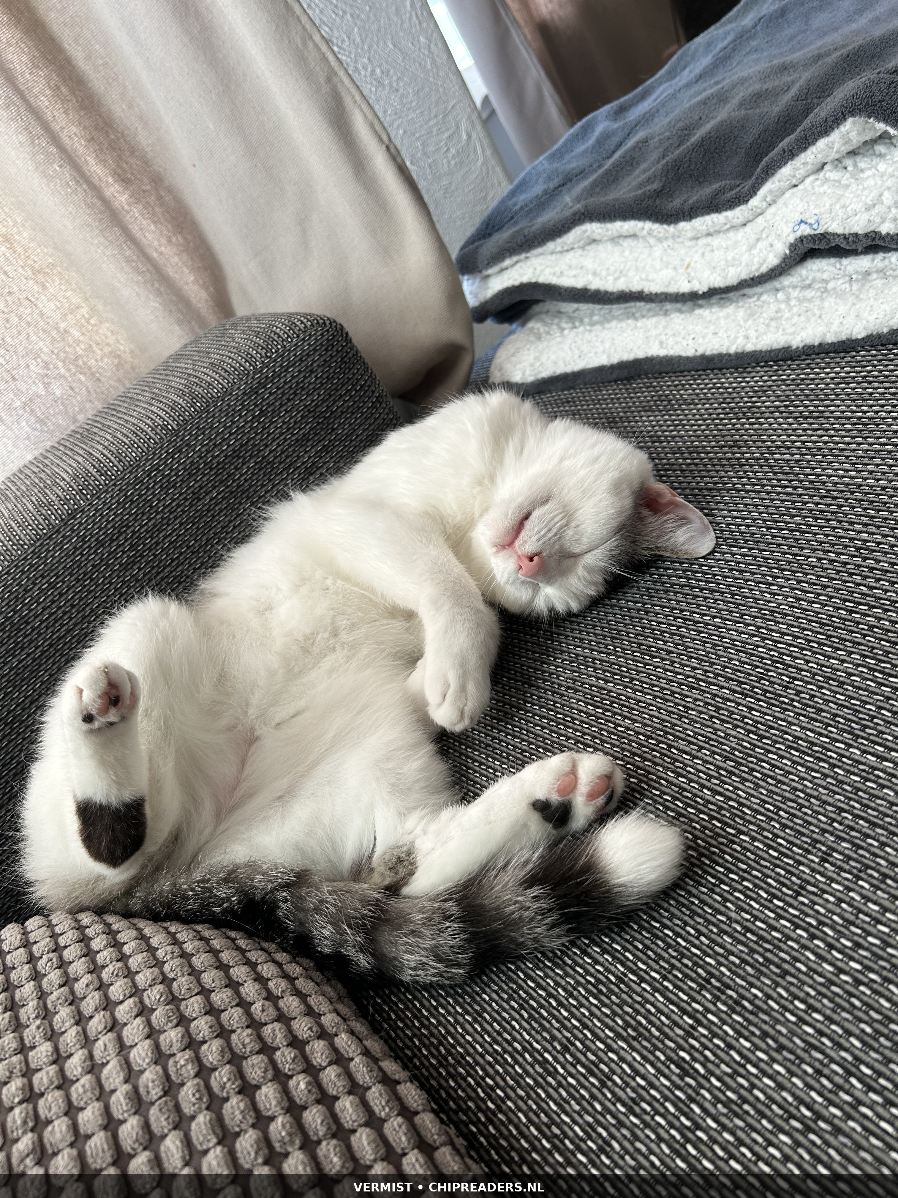 Bassie foto 2