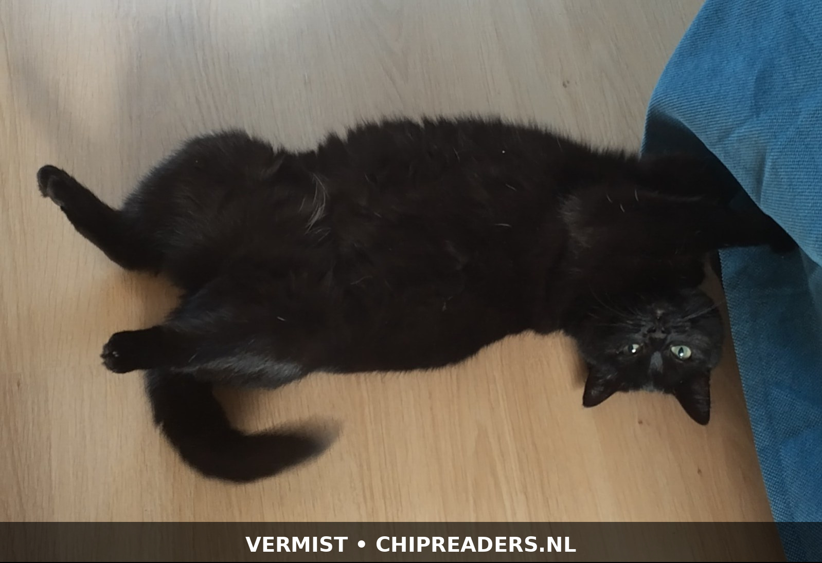 Foto van Ninja