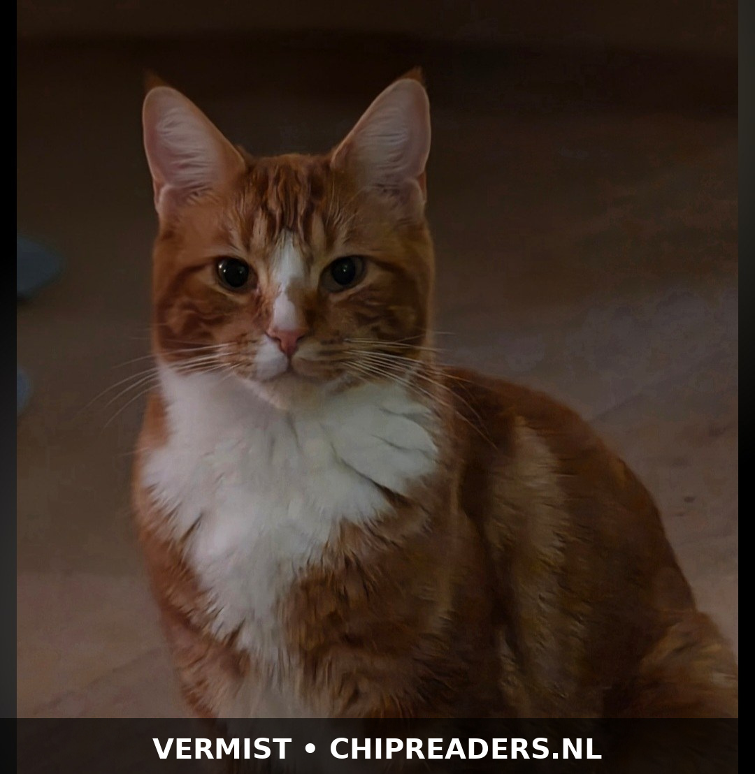 Foto van LEVI