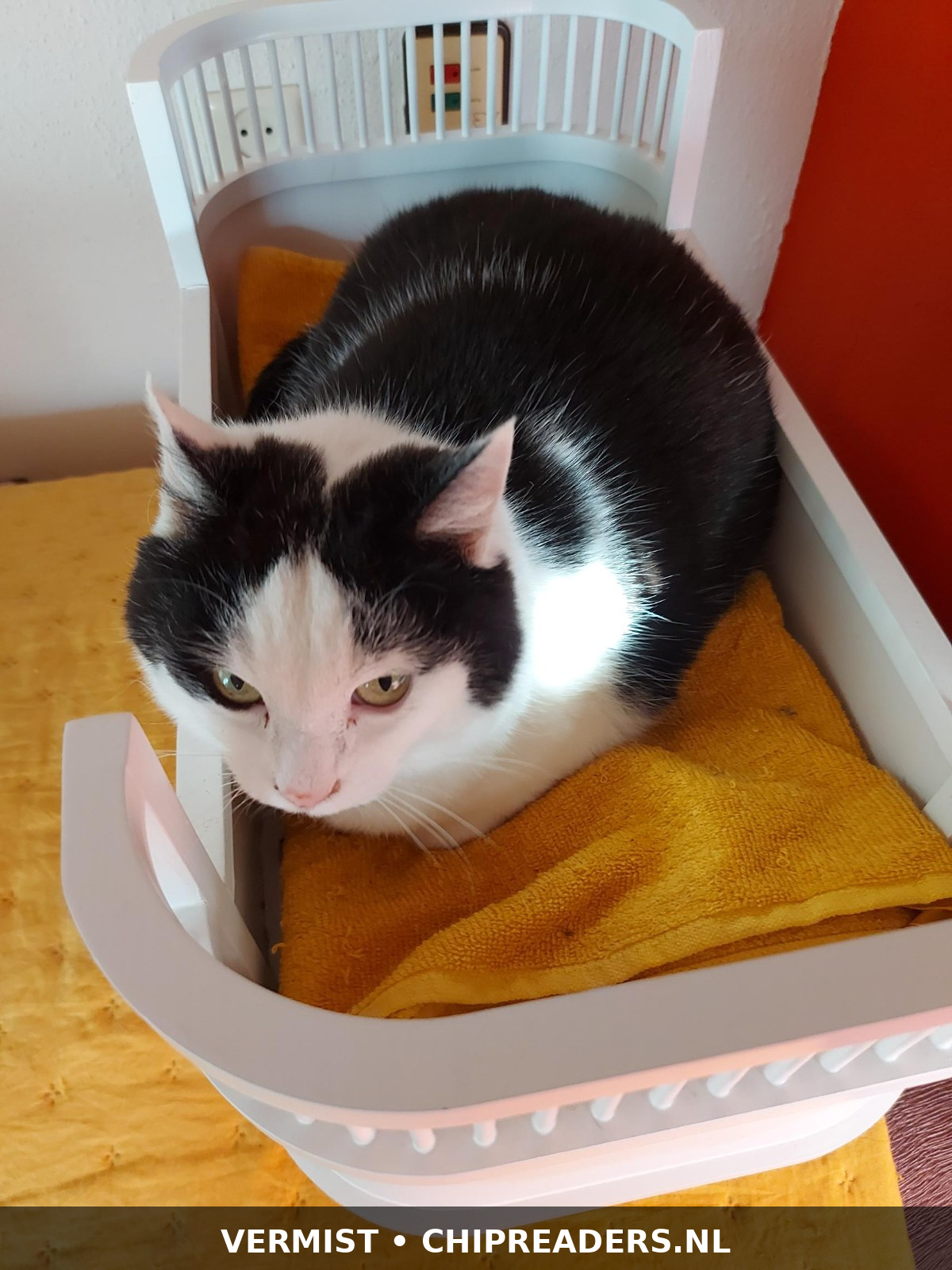 Foto van Ollie (Anak)