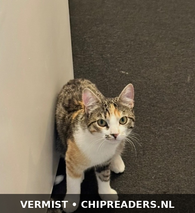 Foto van Sap