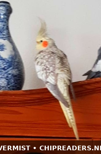 Peppie foto 3