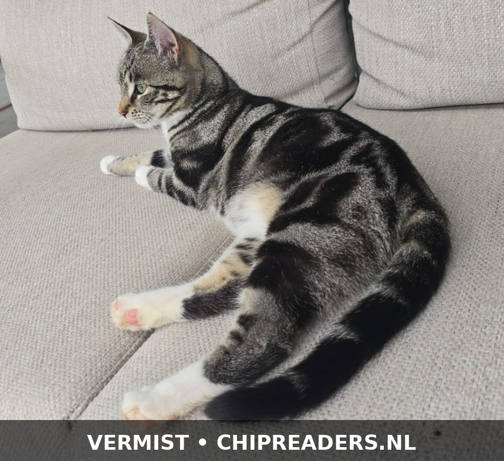Foto van Tommy