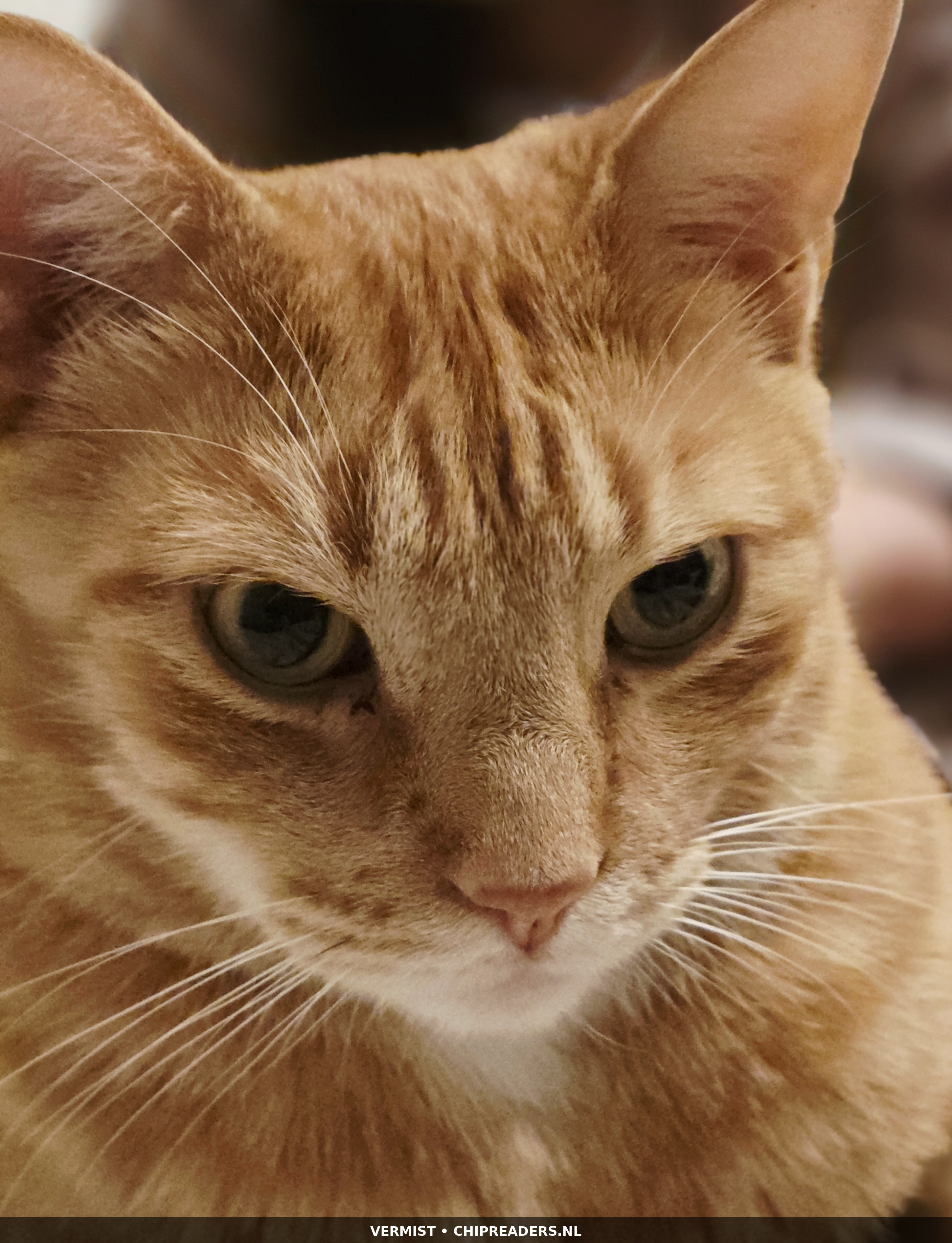 Bobby foto 3