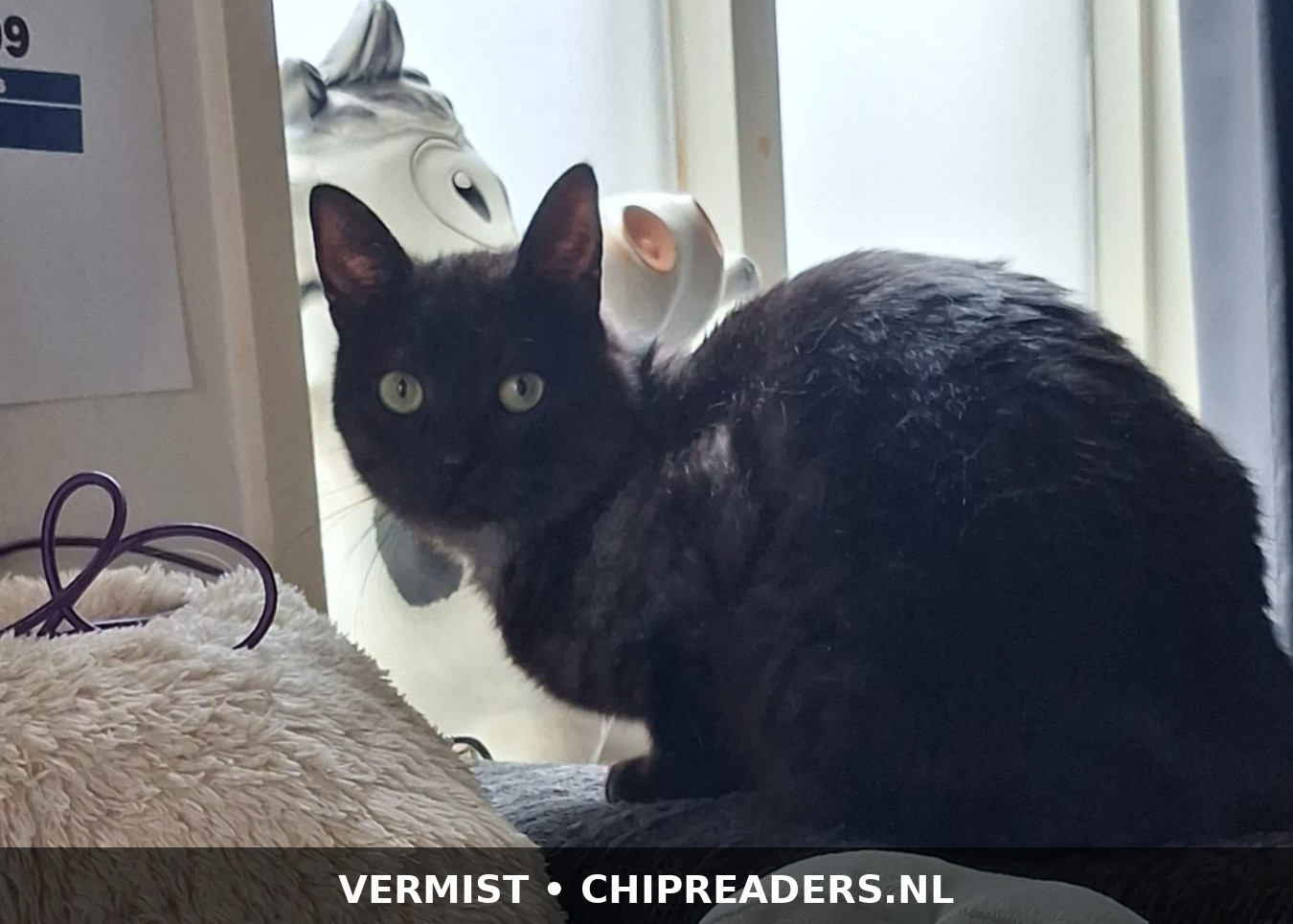 Koos