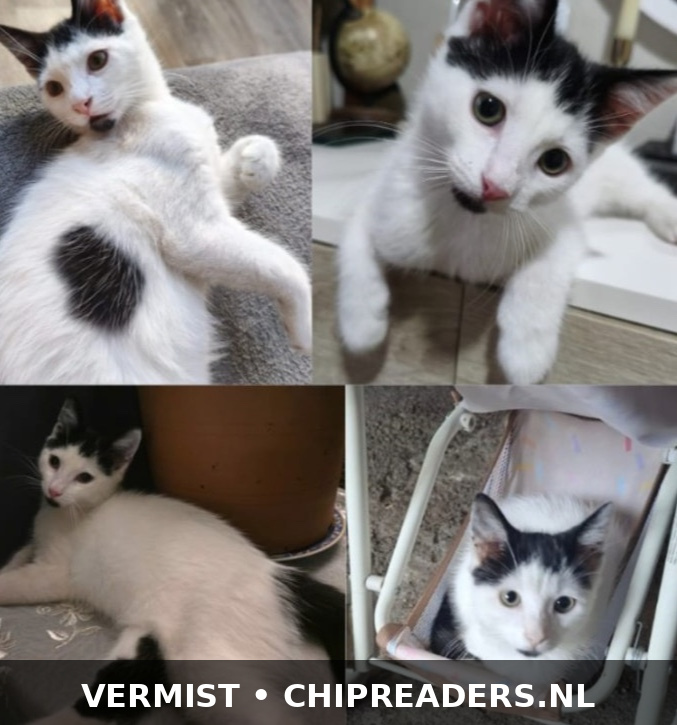 Foto van Yoshi