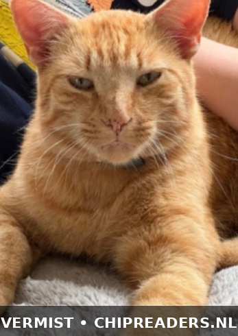 Foto van Tommy