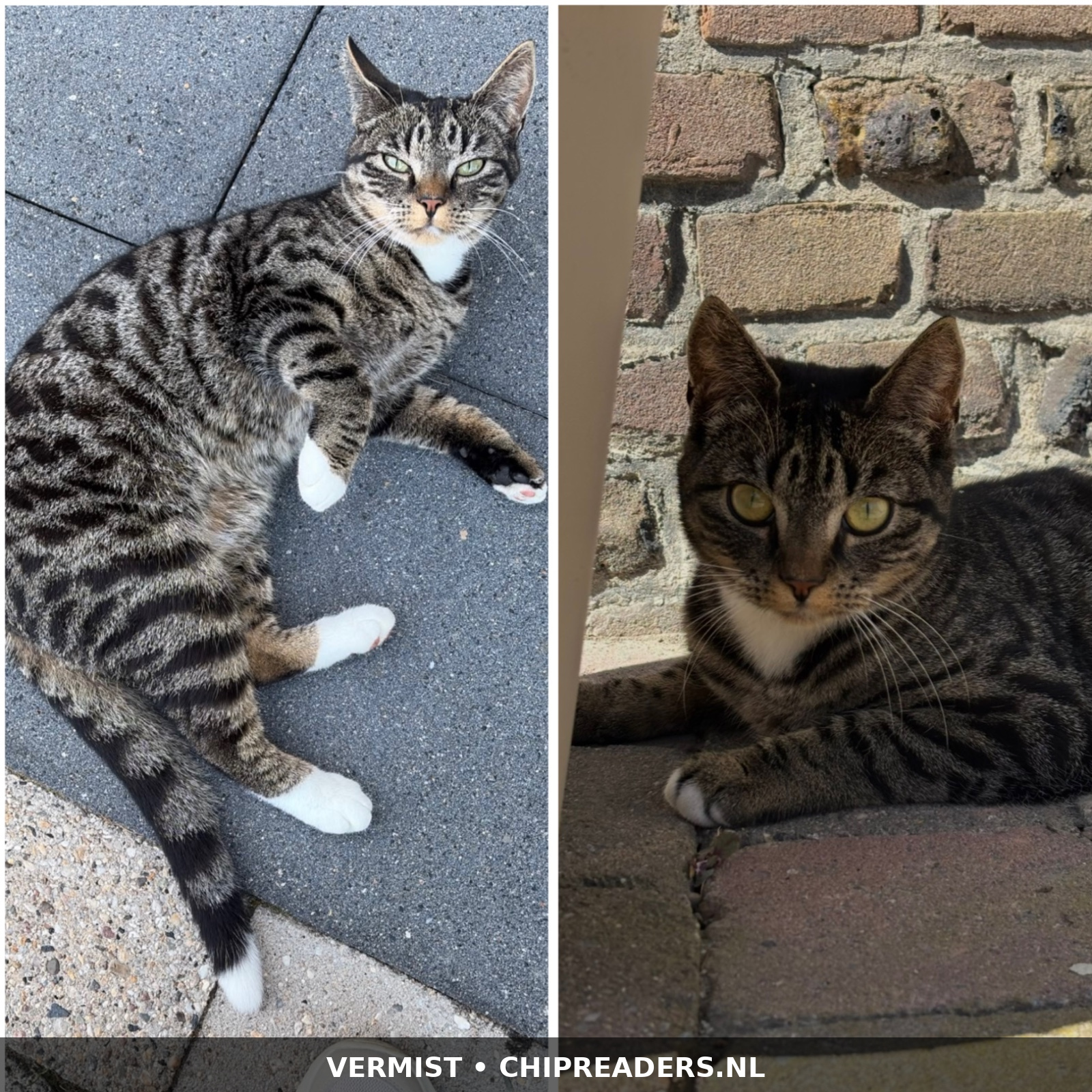 Foto van Dotje