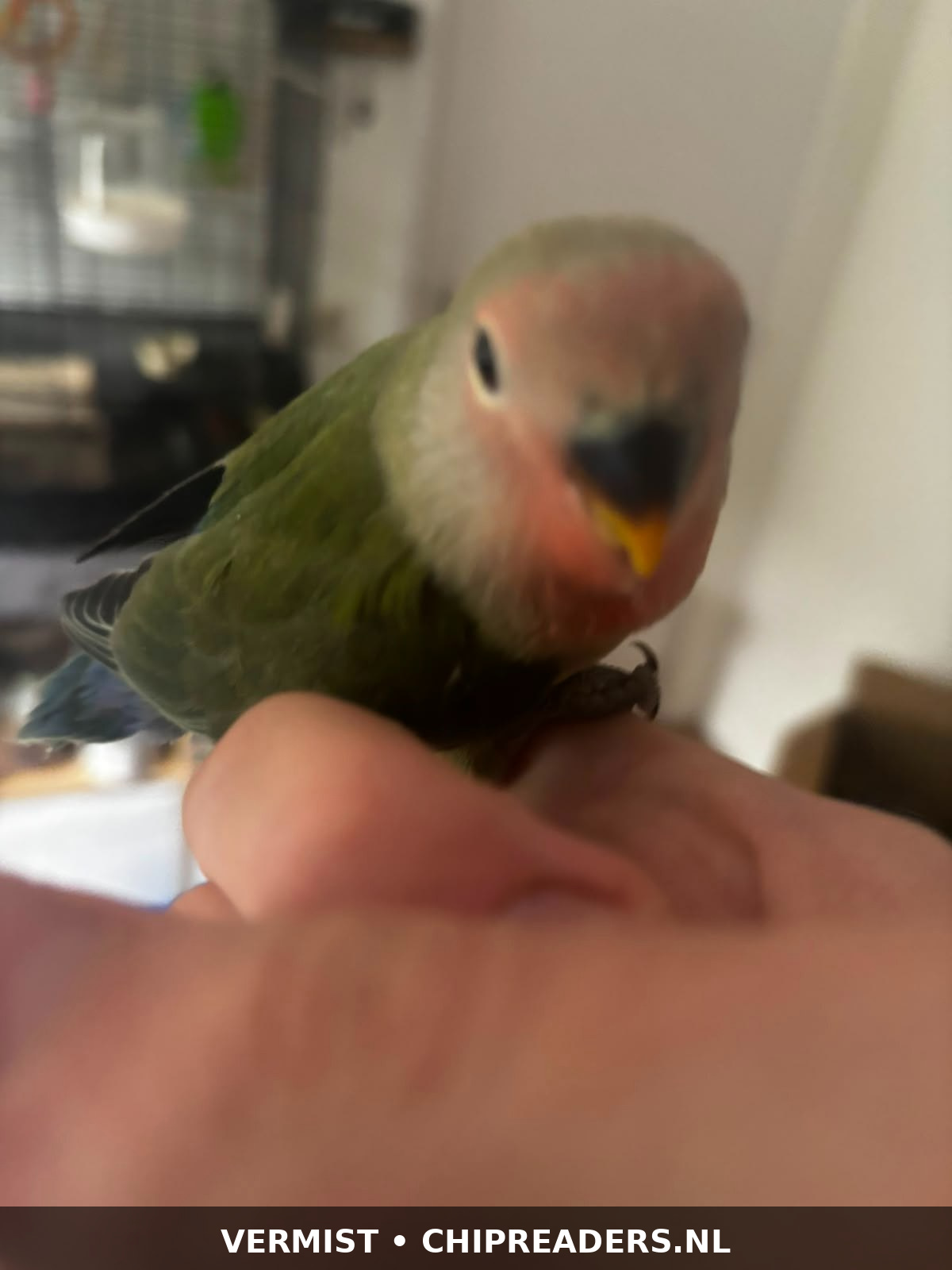 Foto van Nacho/ lytse pyk