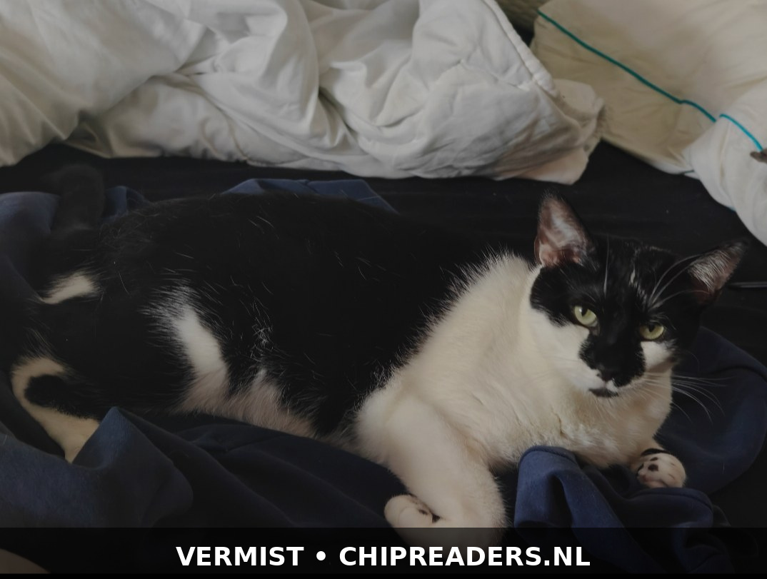 Foto van Bingo