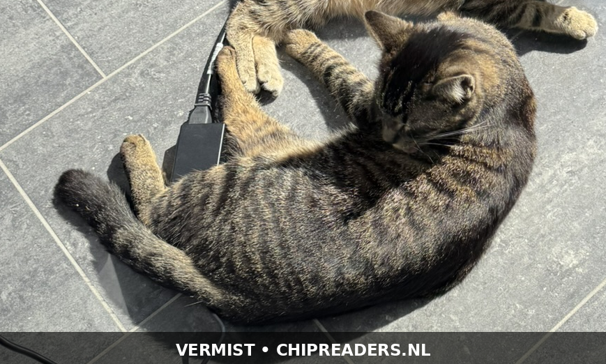 Kylo foto 6