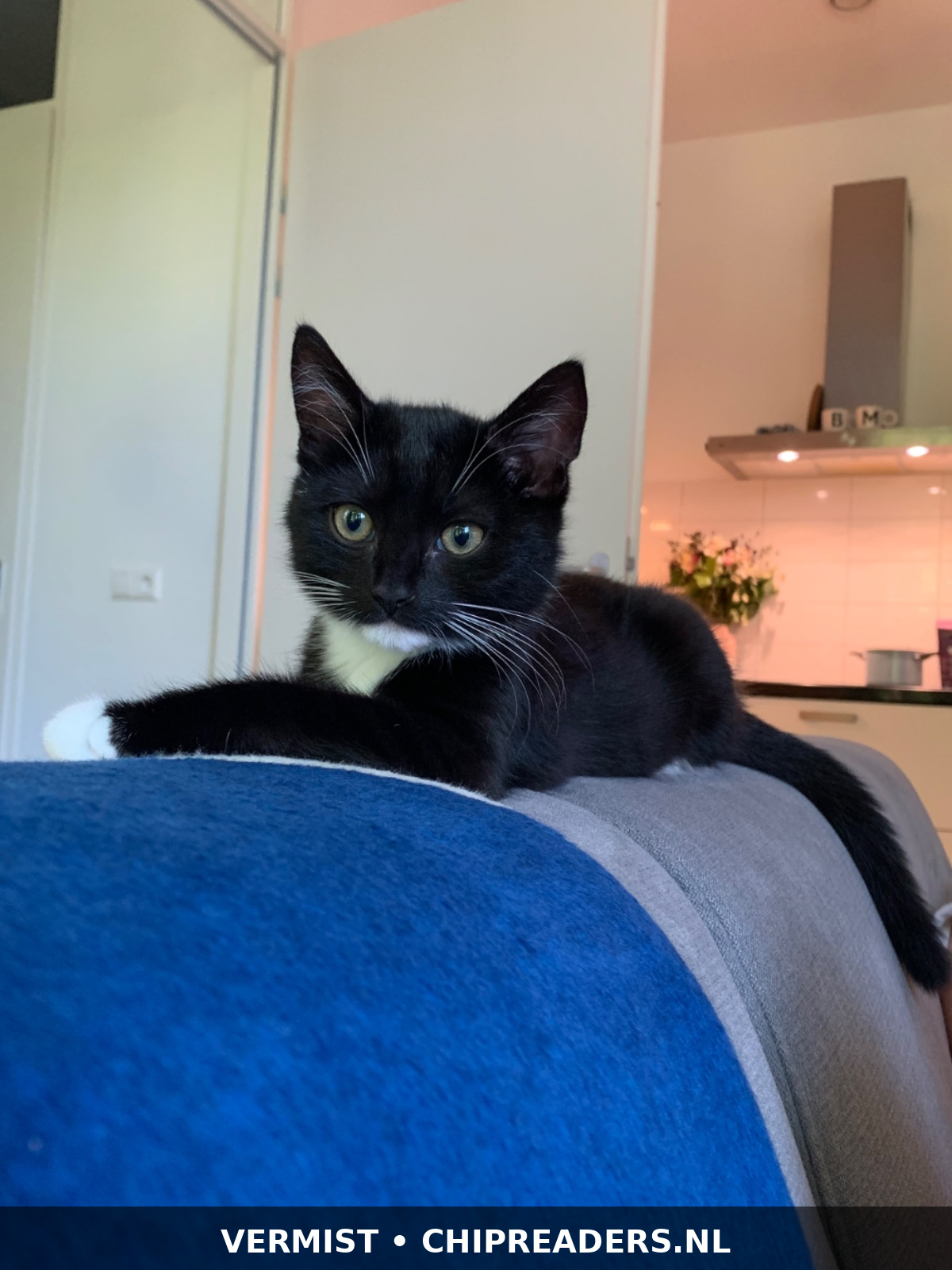 Foto van Pinot