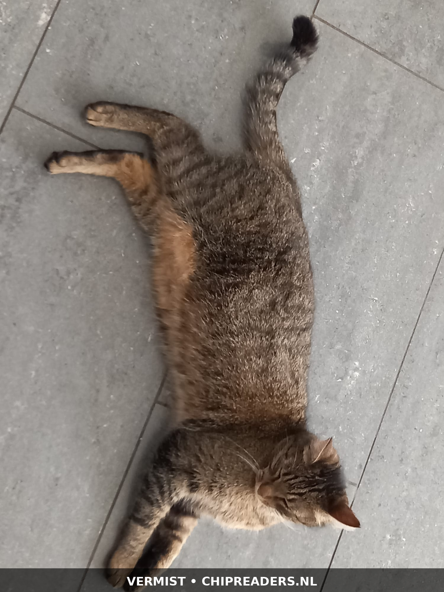 Tiger foto 2