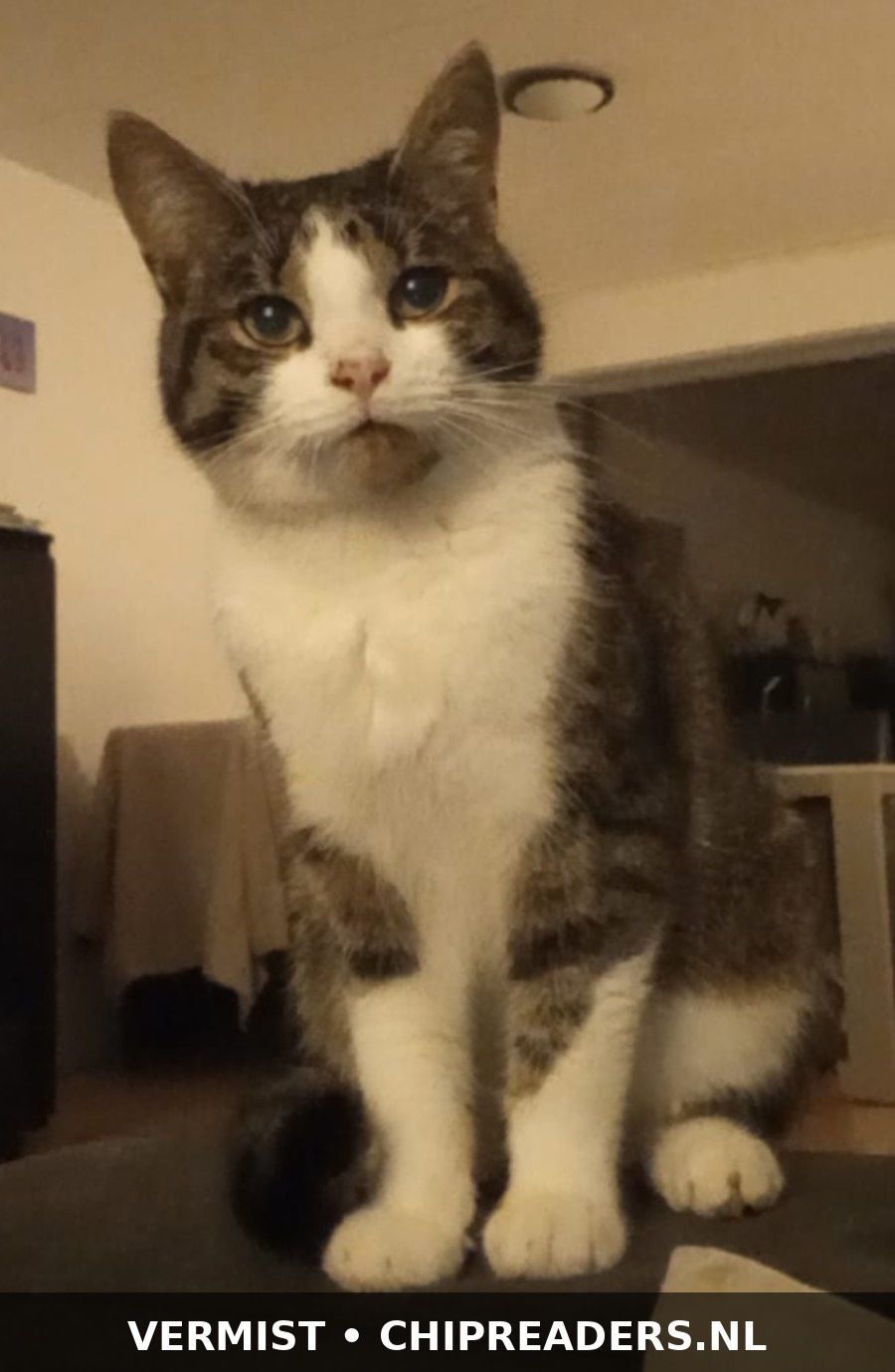 Foto van Pom