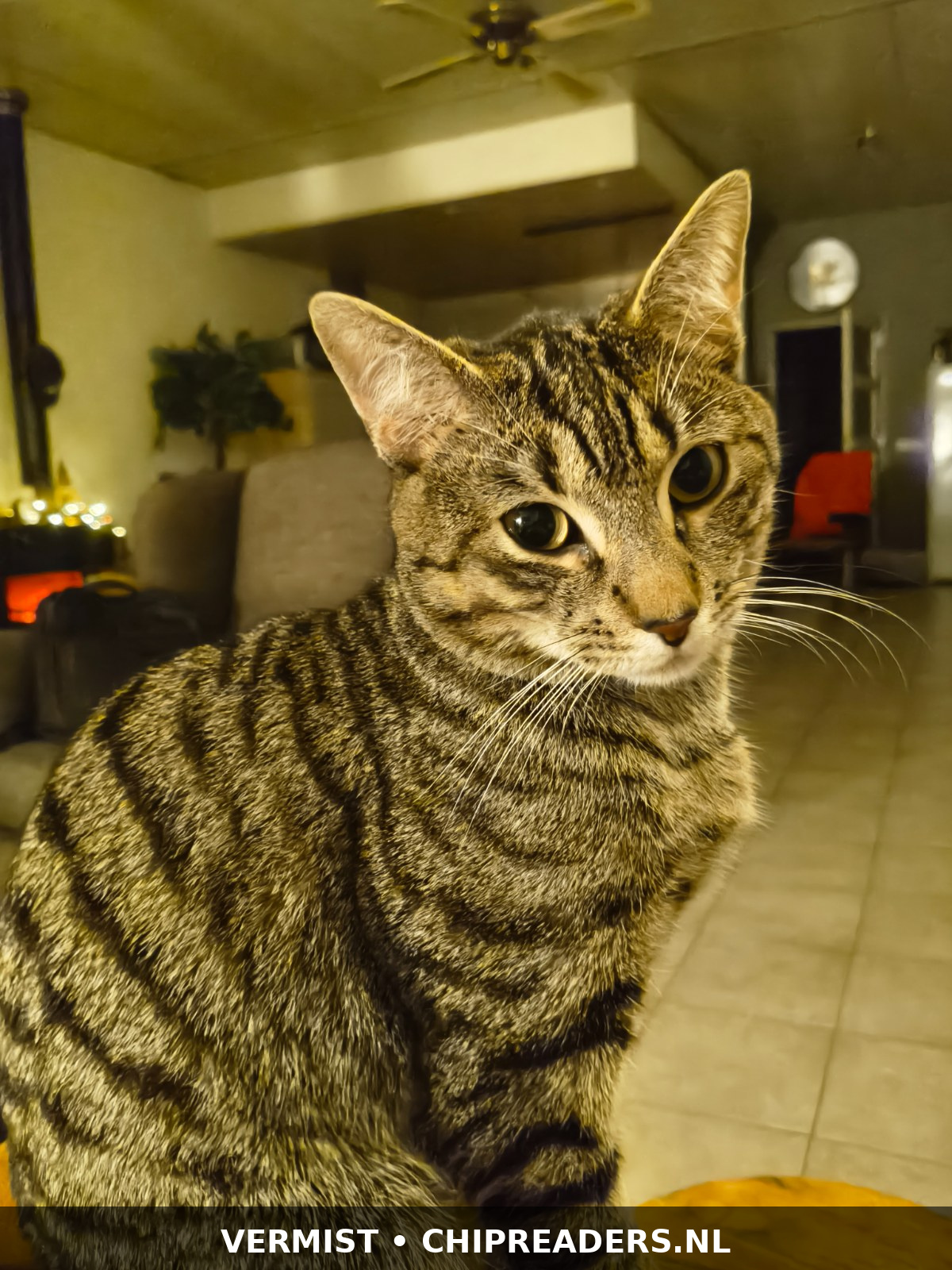 Foto van Loki