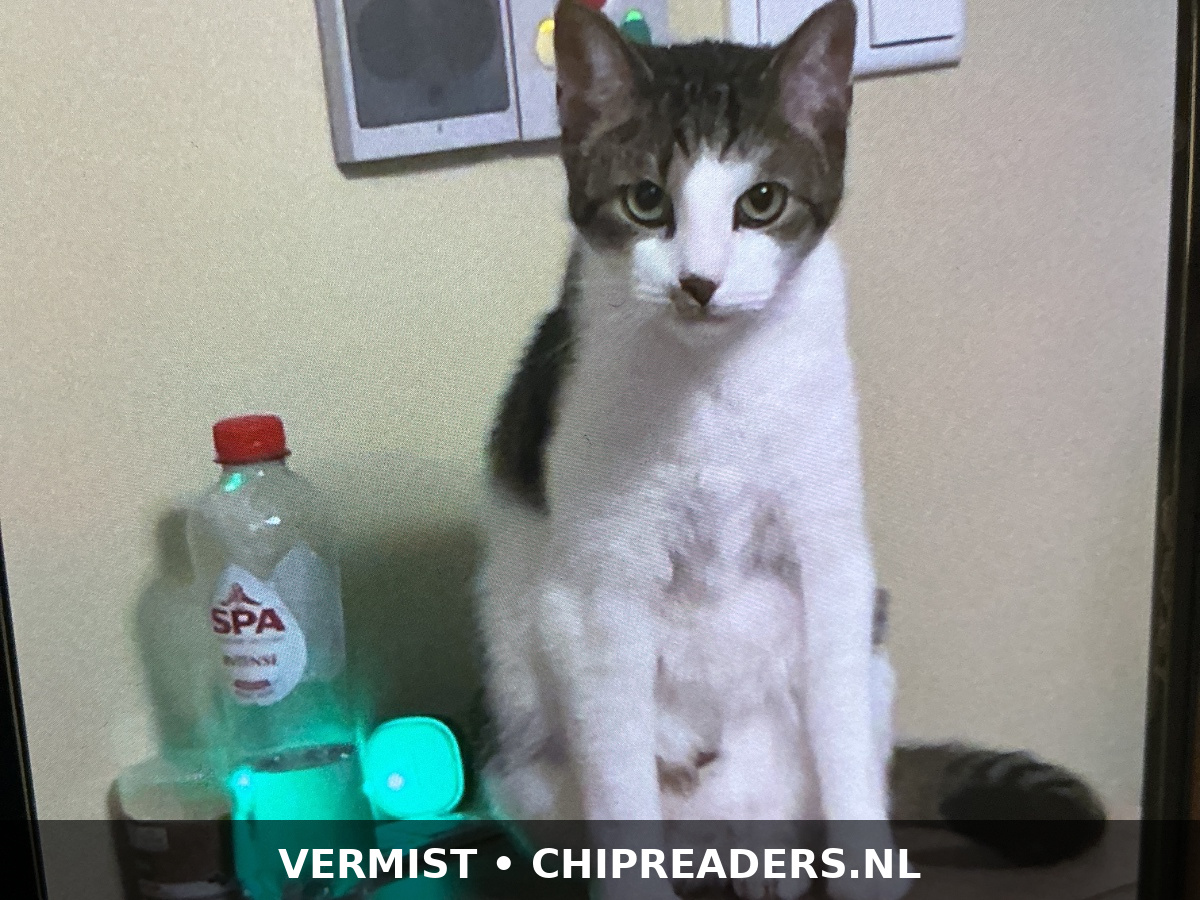 Foto van Barsik