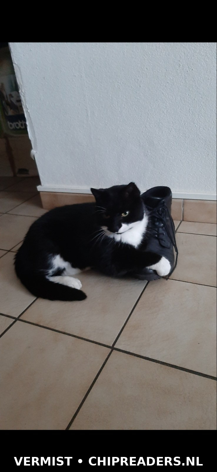 Poesje
