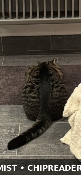 Kylo foto 3
