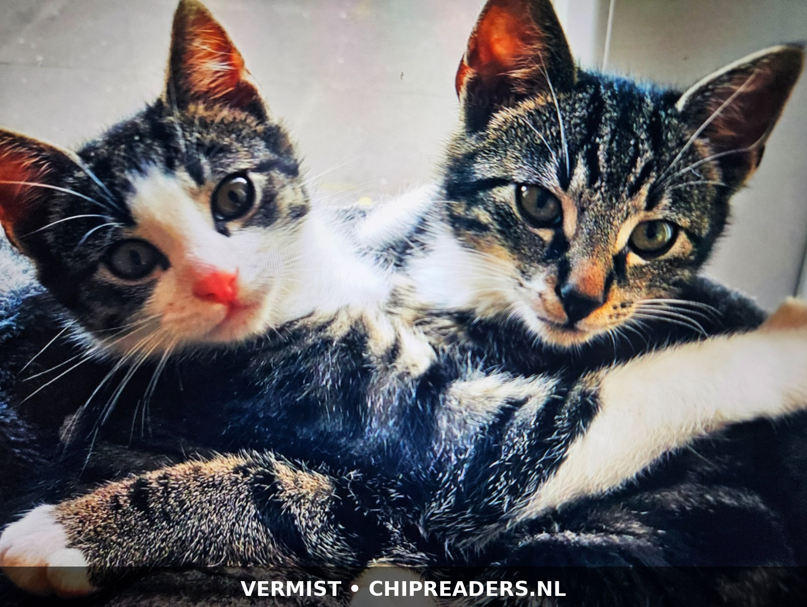 Foto van Leo