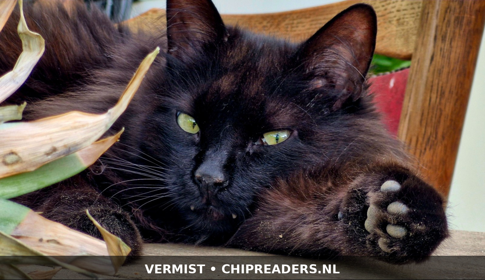Foto van Guus