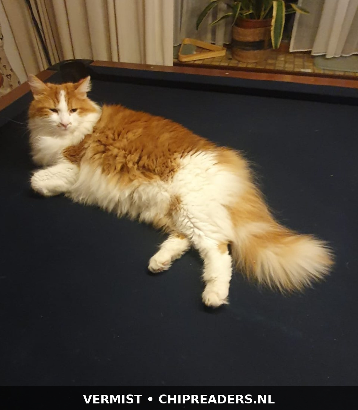 Simba