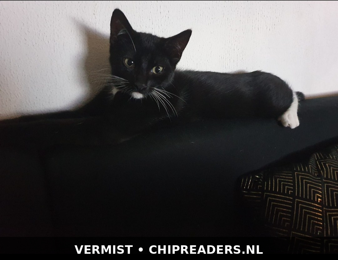 Foto van Blacky