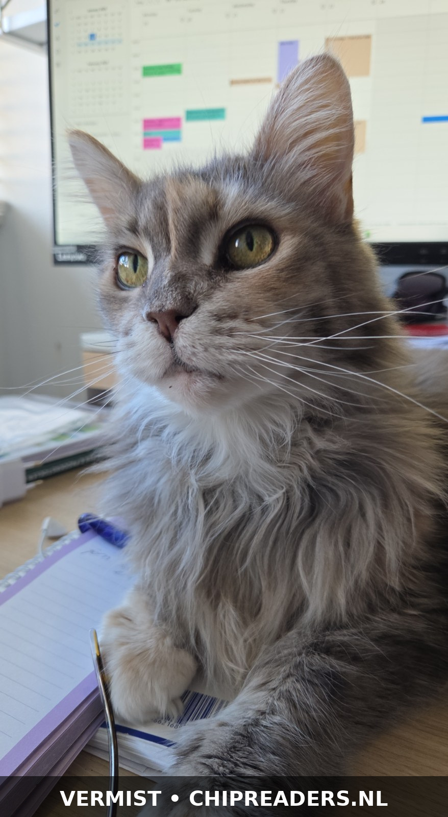 Ellie