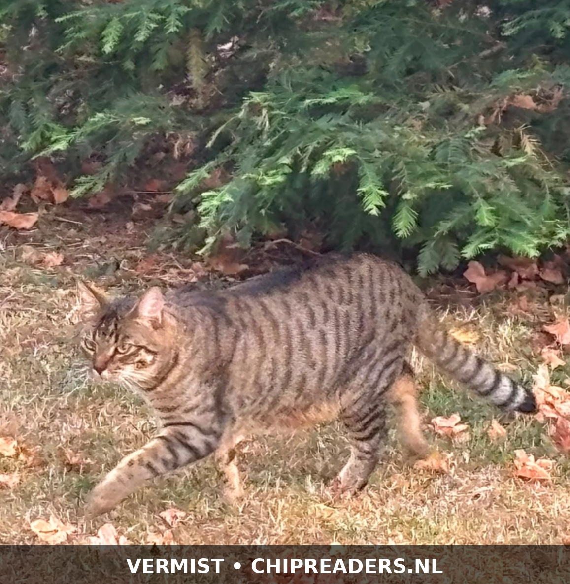 Foto van Kiwi
