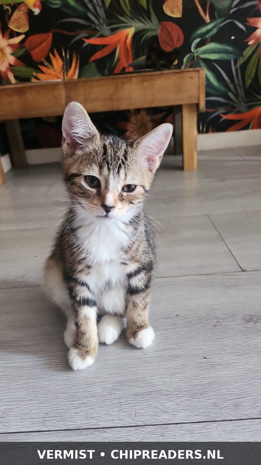 Foto van Lola