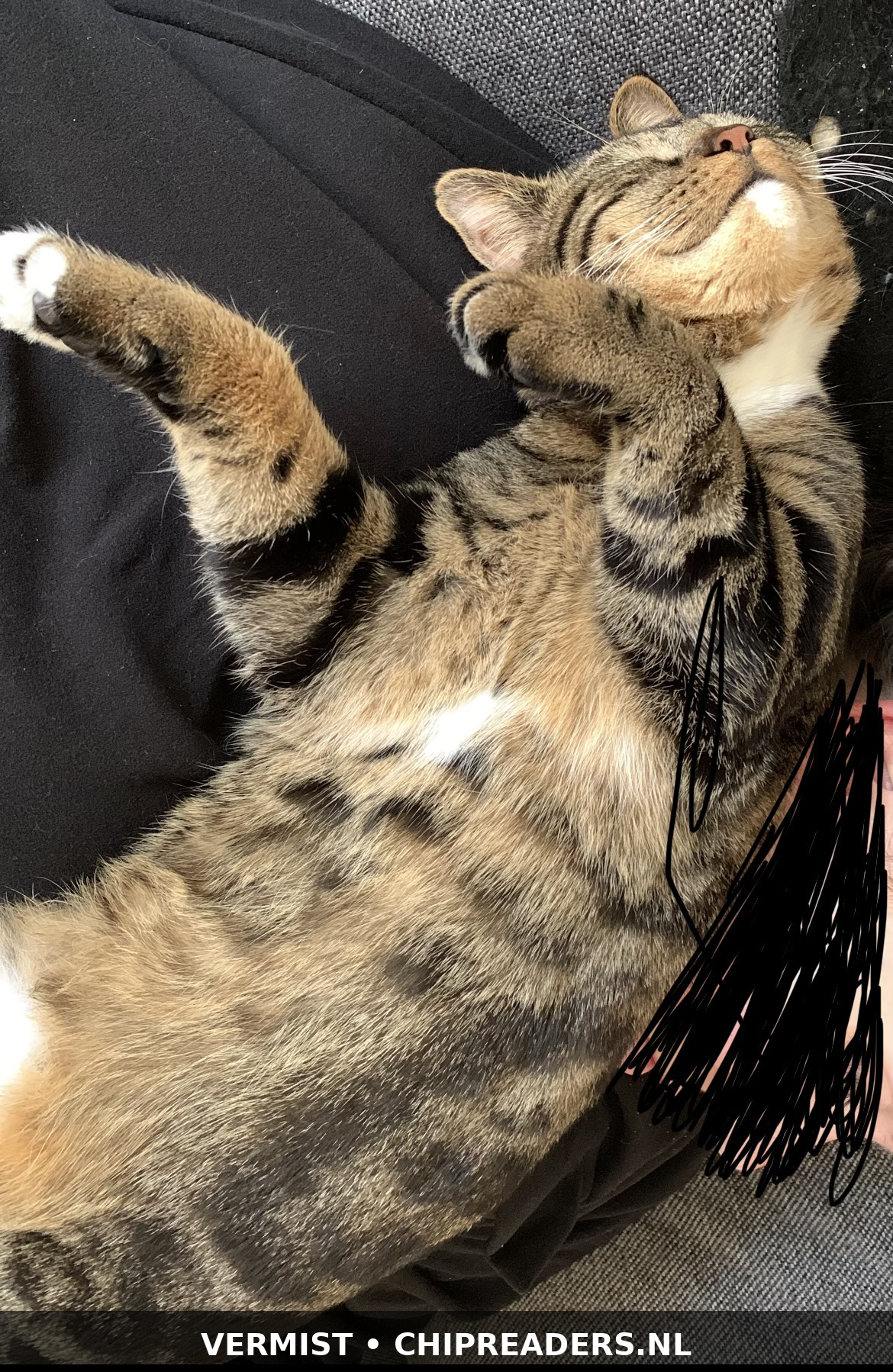 Mochi photo 2