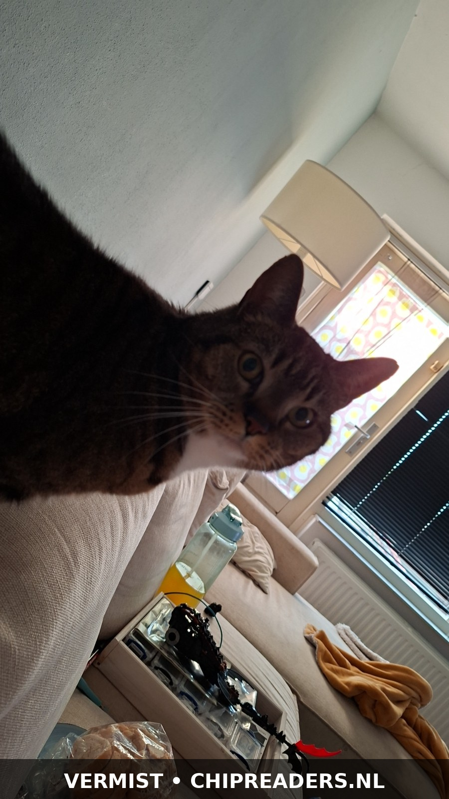 Foto van Kitty