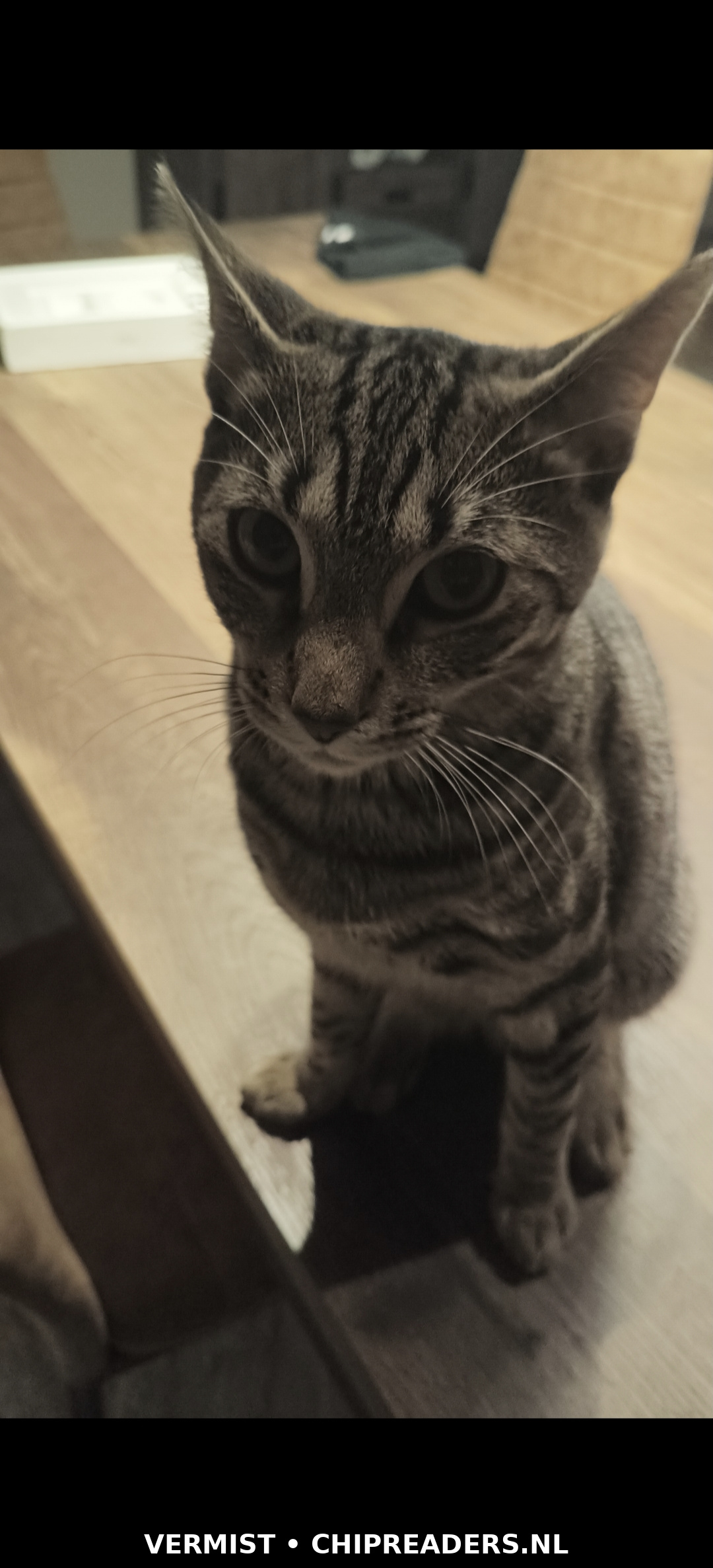 Loki foto 4