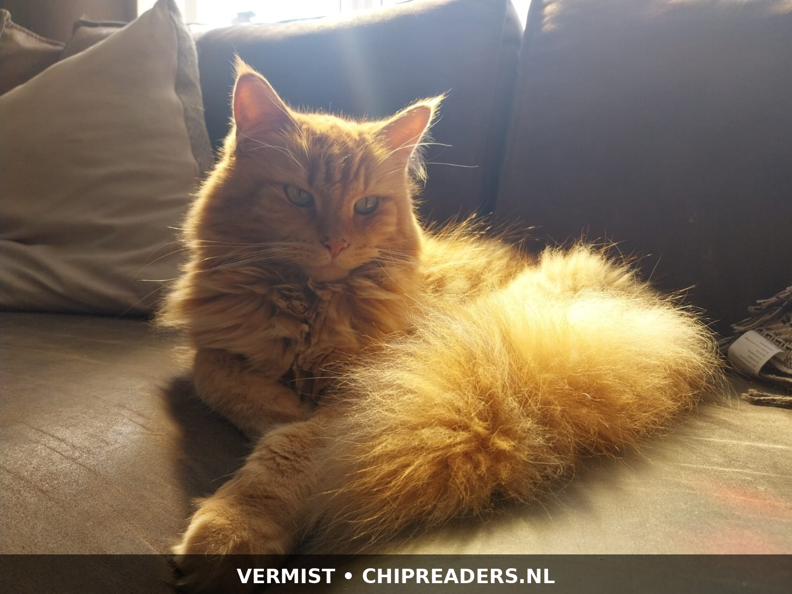 Foto van Loki