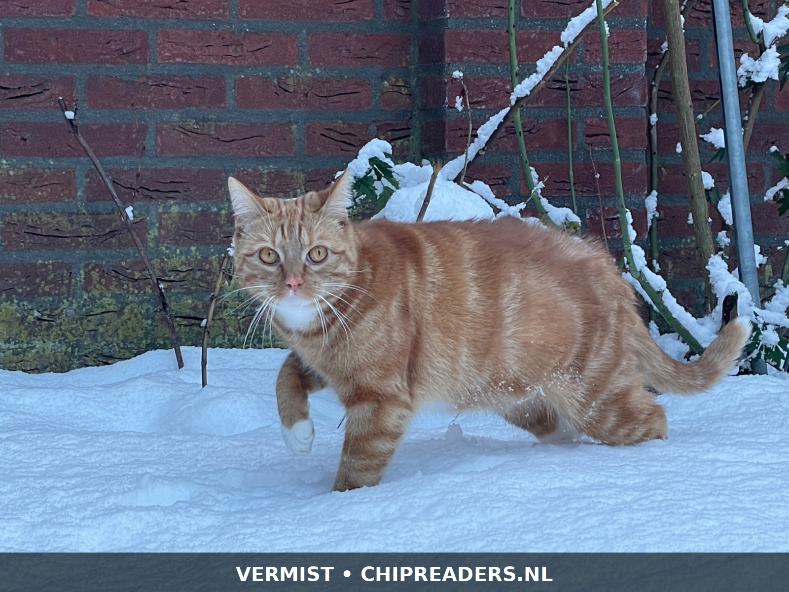 Foto van Balim