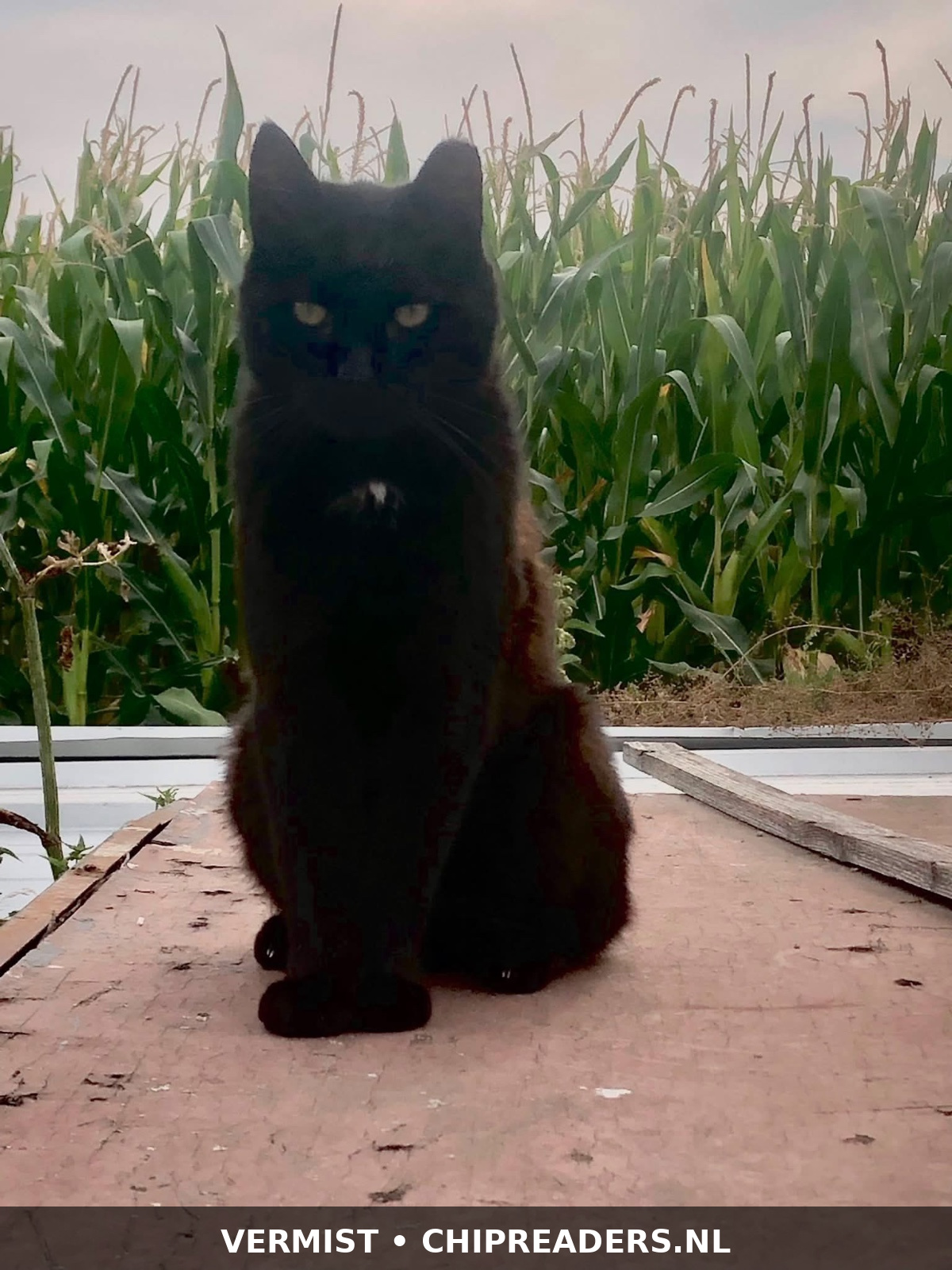 Foto van Cosmo