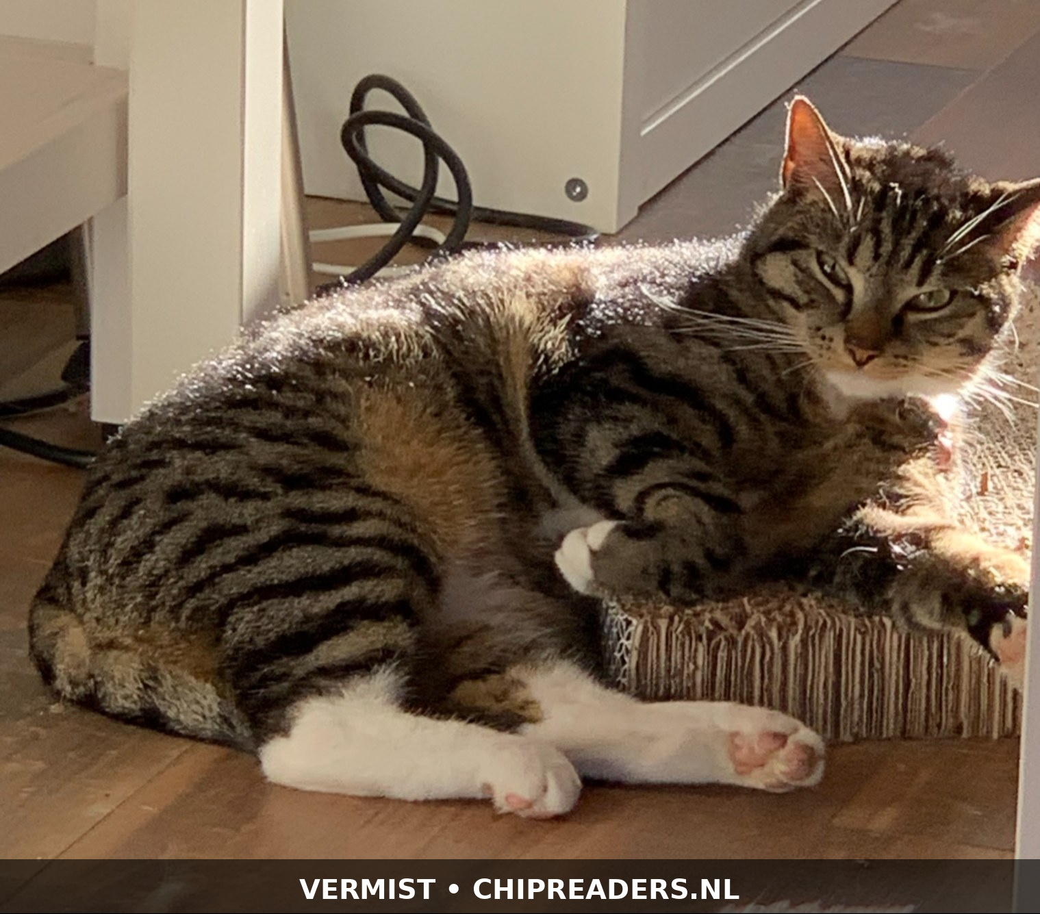 Foto van Shuri
