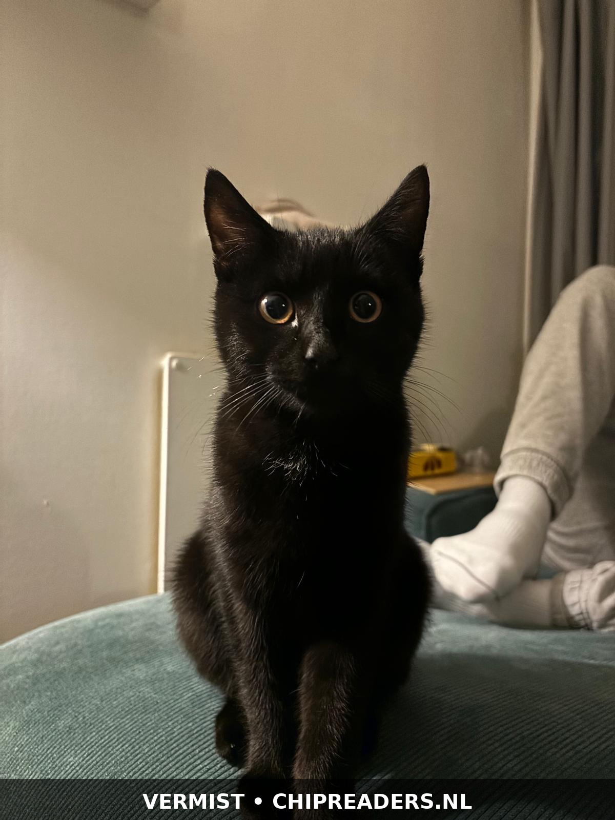 Foto van Dexter
