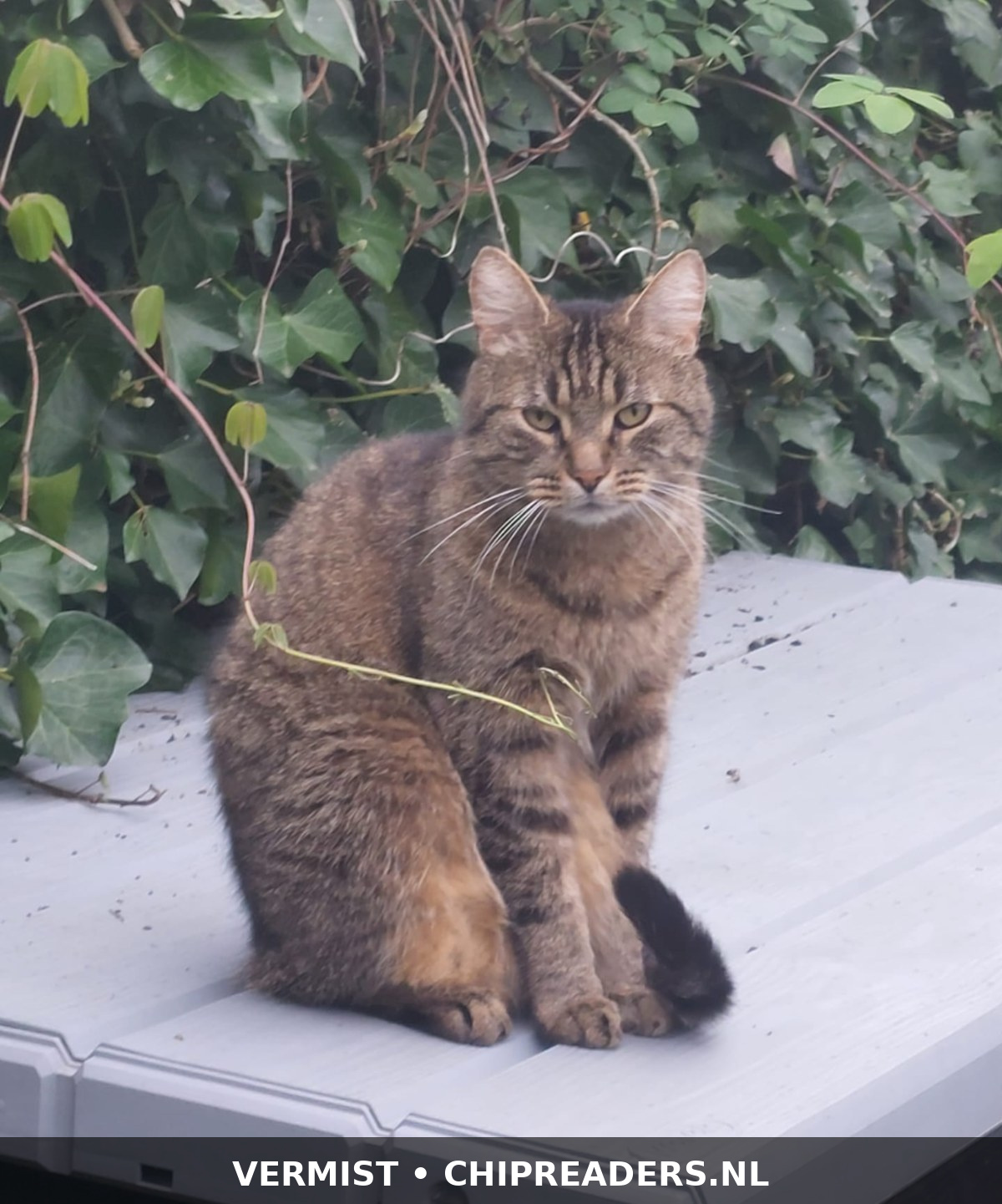 Foto van Tiger