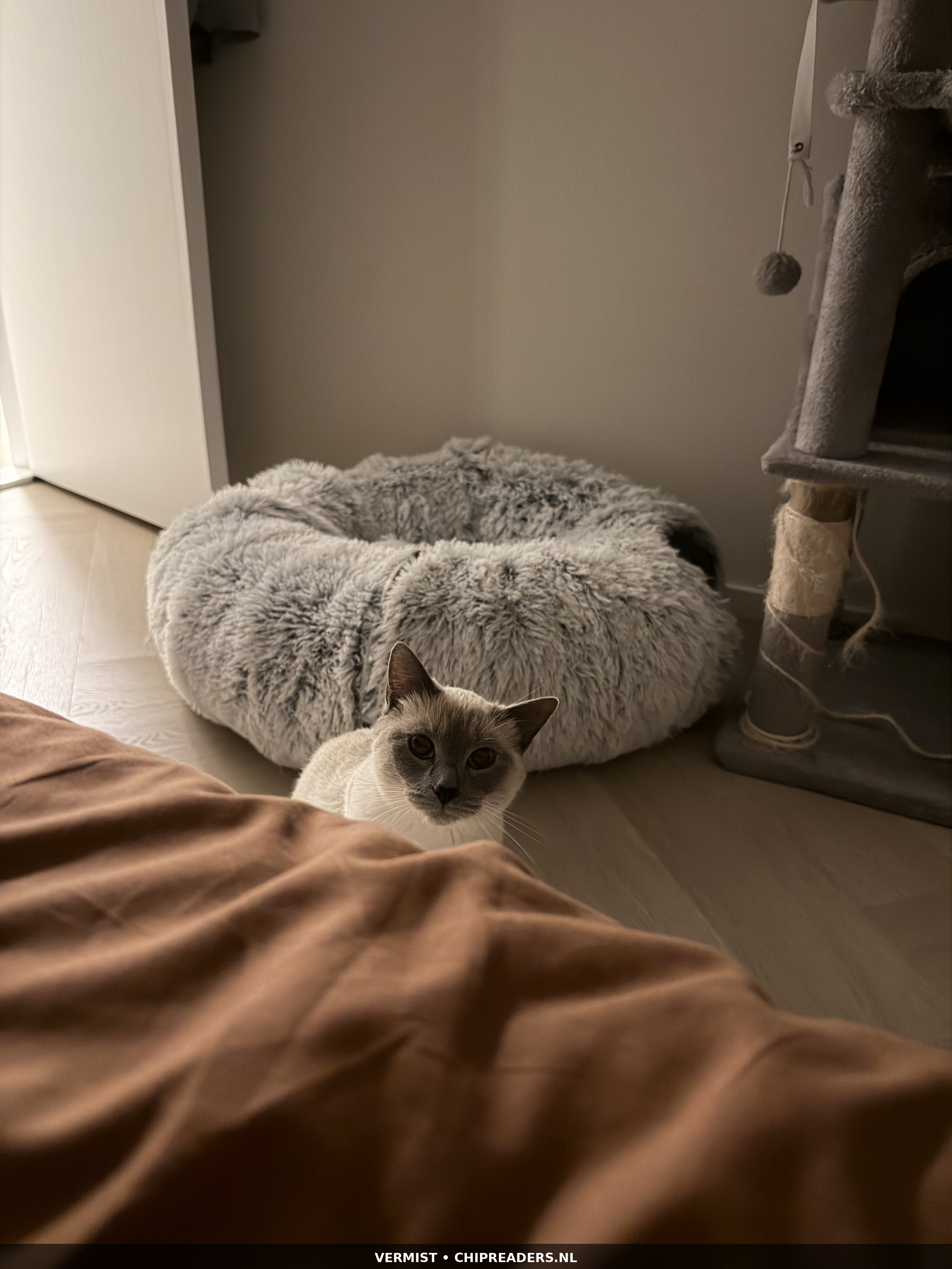Coco foto 4