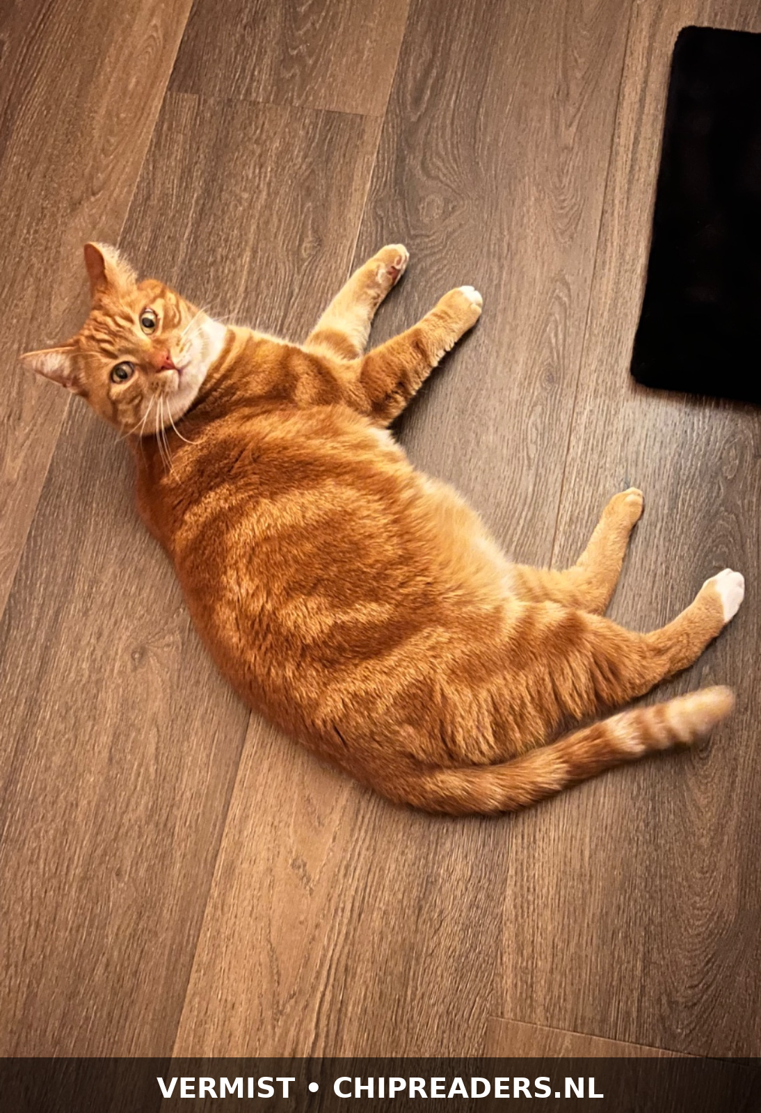 Pip