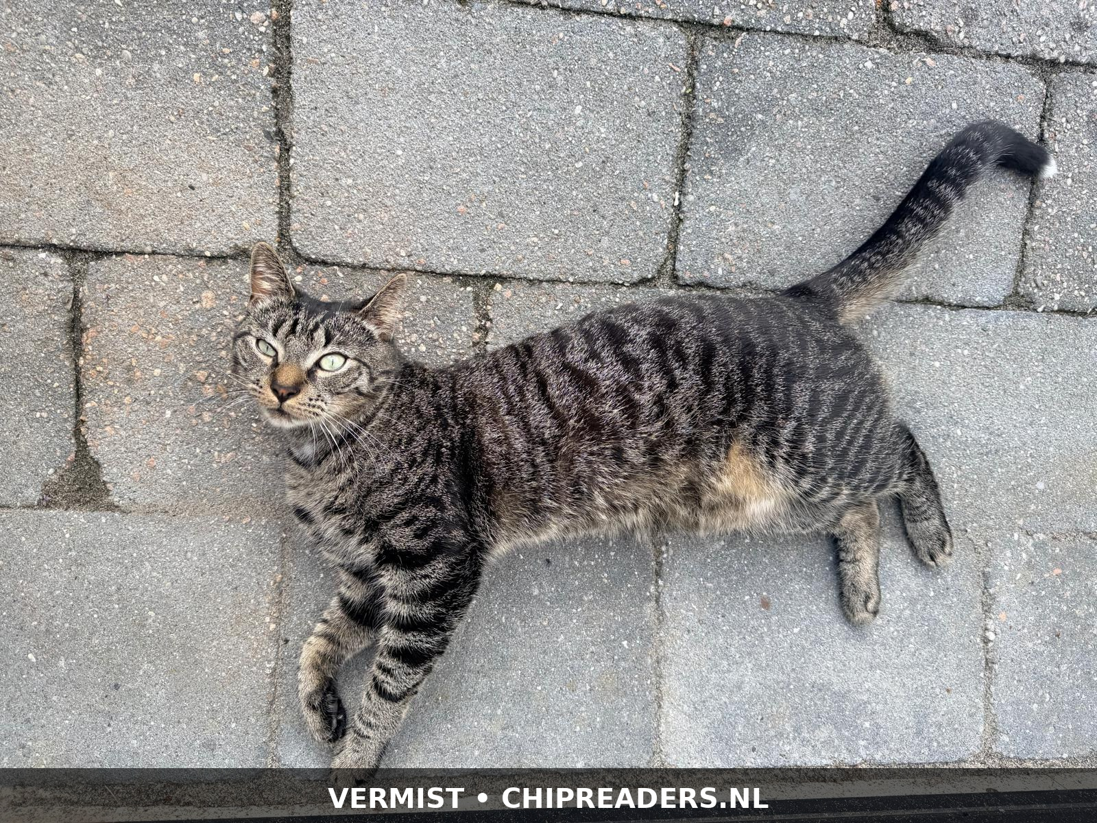 Foto van Ziggy