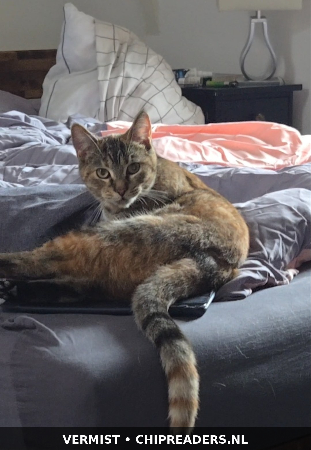 Foto van Mushi