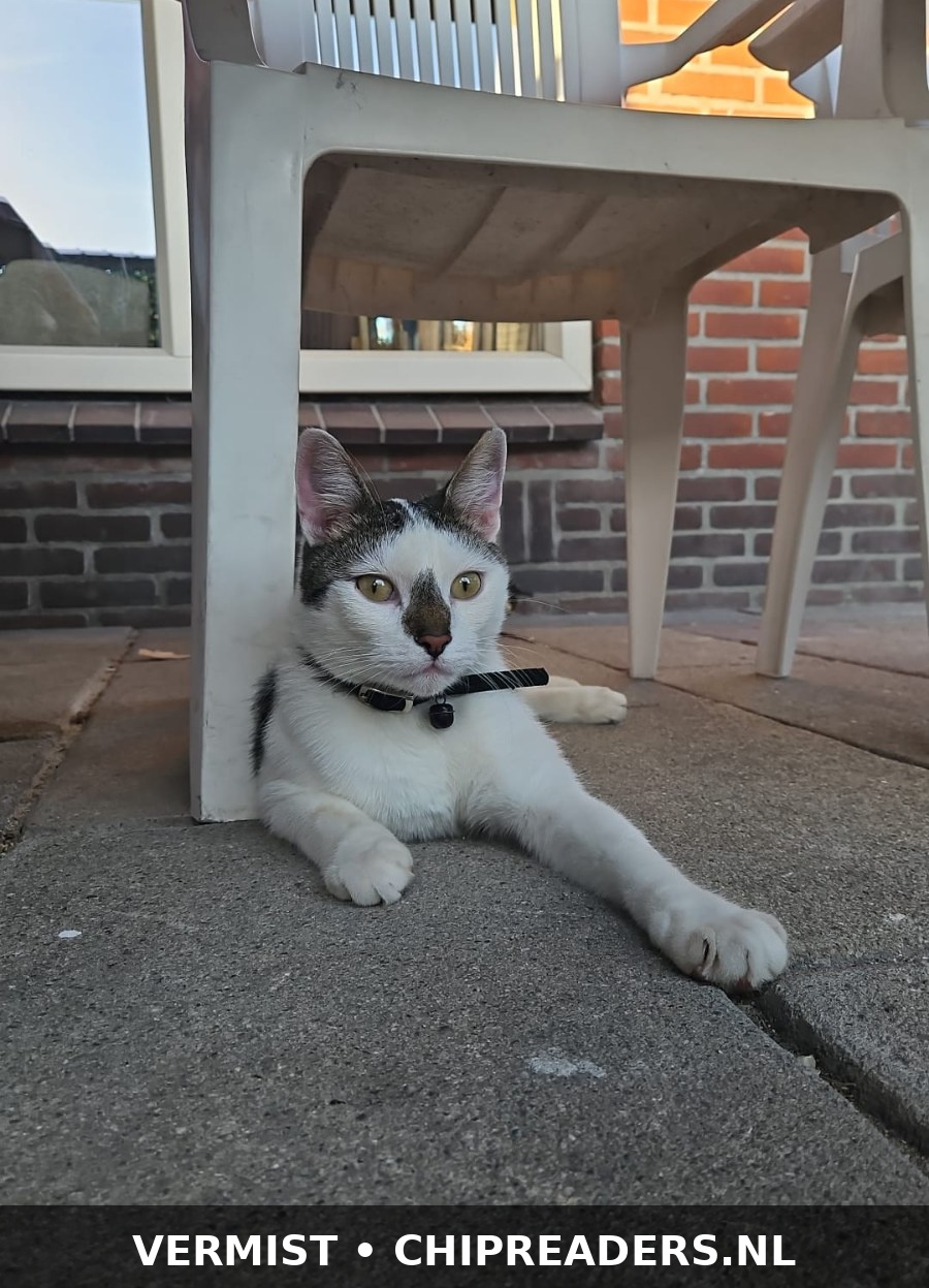Foto van Teddy