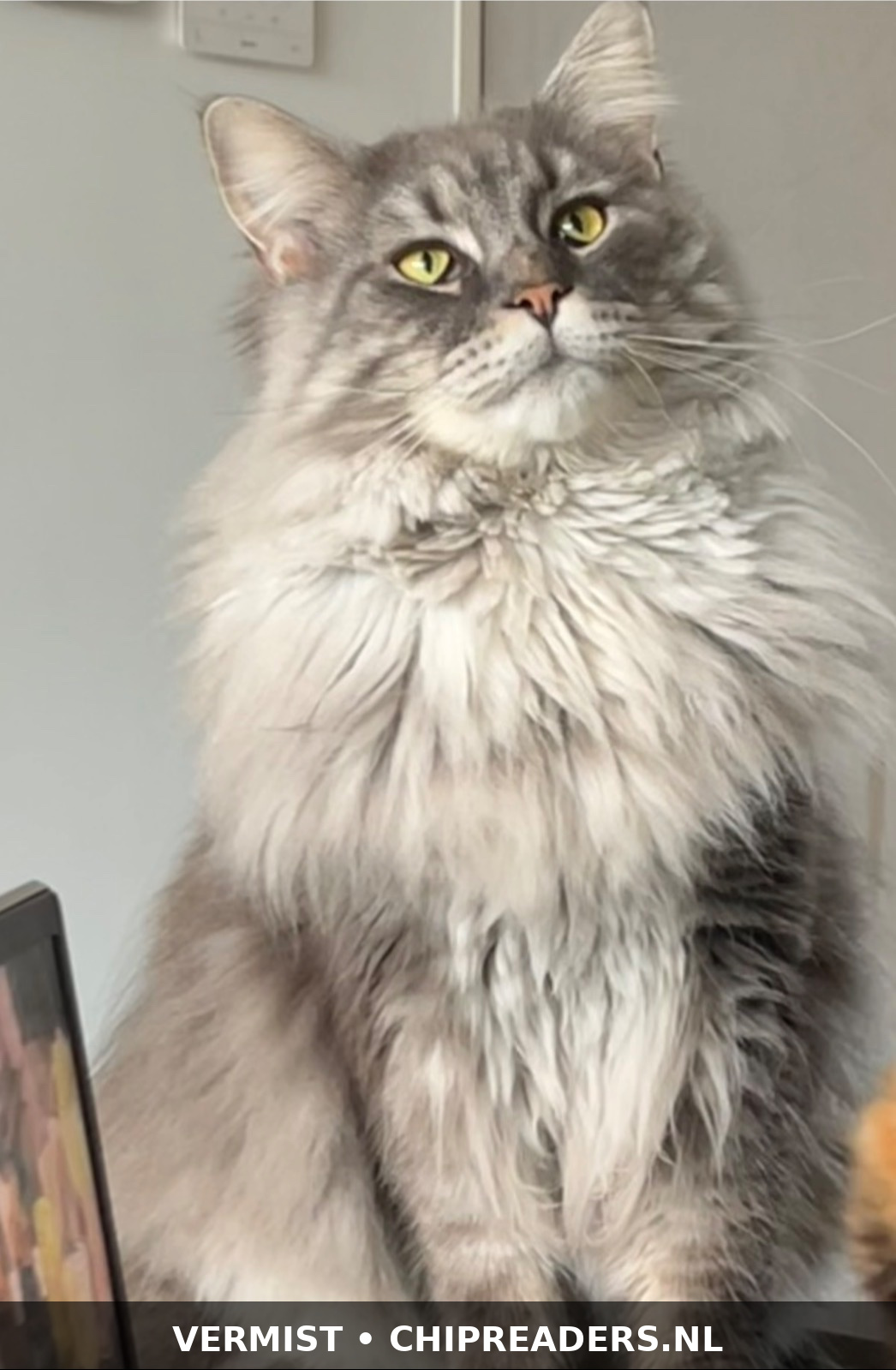 Foto van Moos