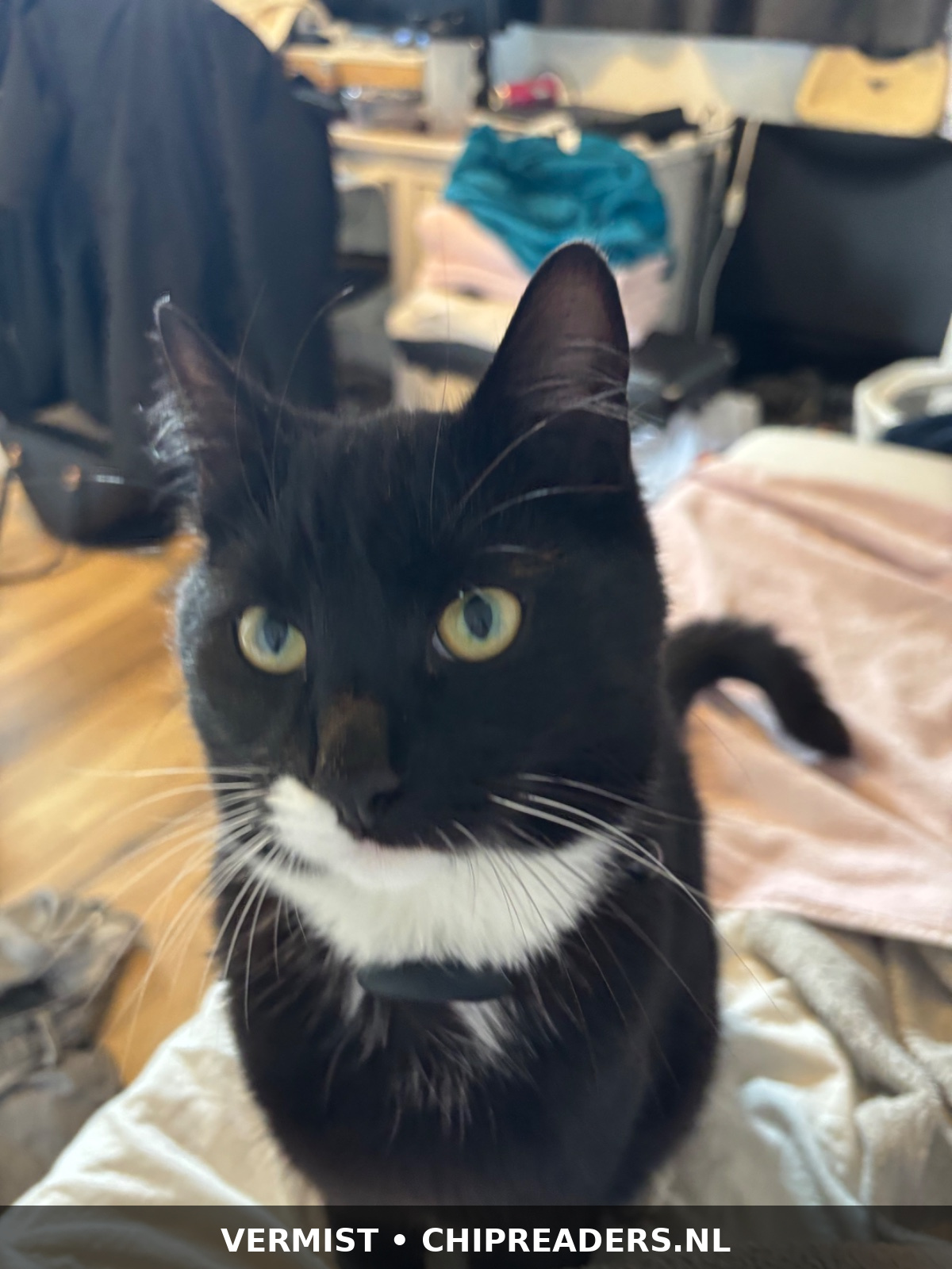 Miso
