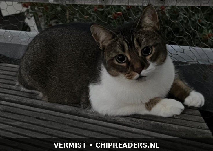 Foto van Chipo