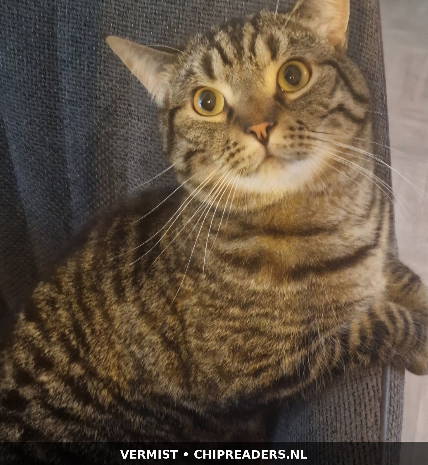 Radja