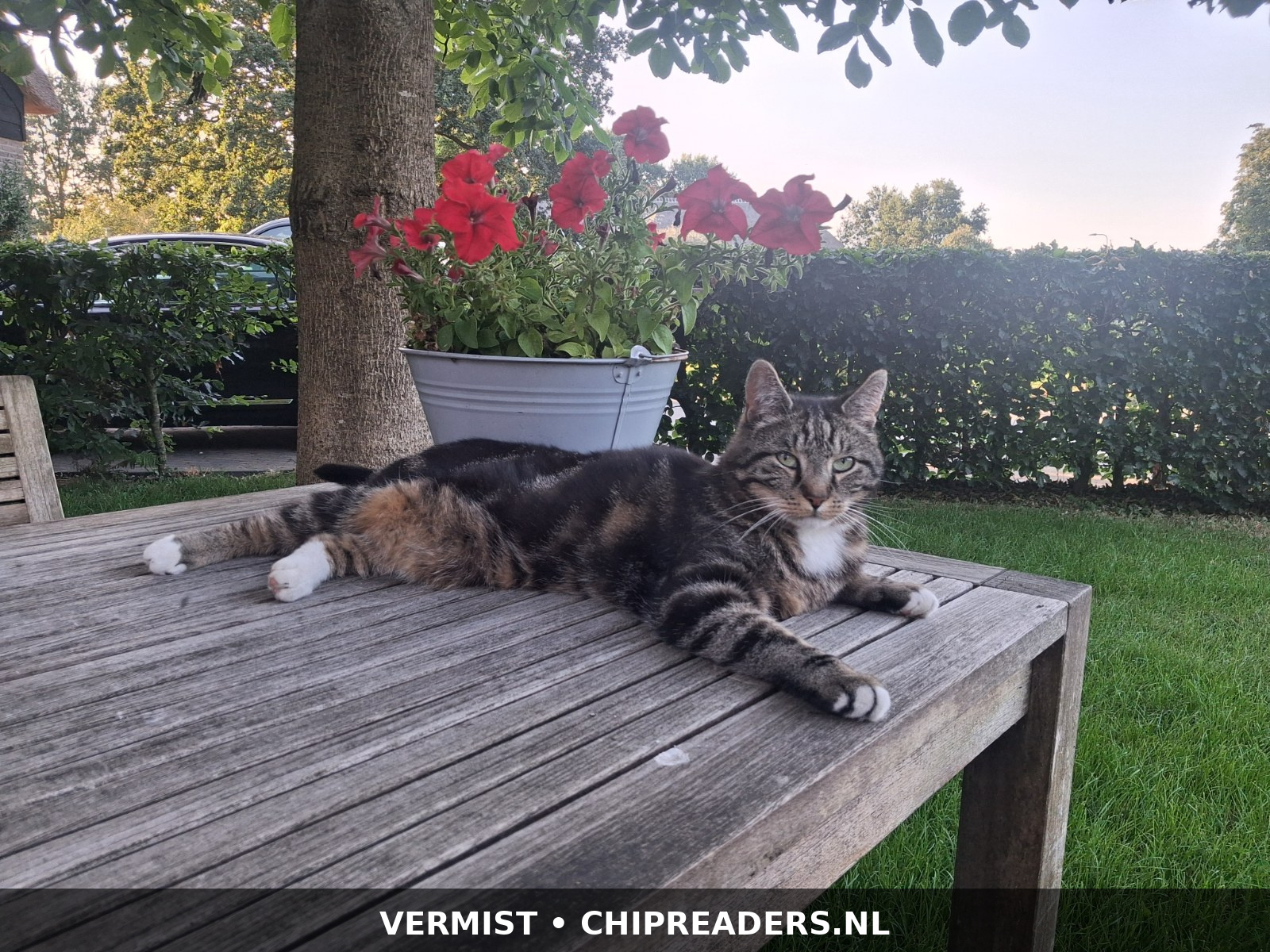 Foto van Minoes